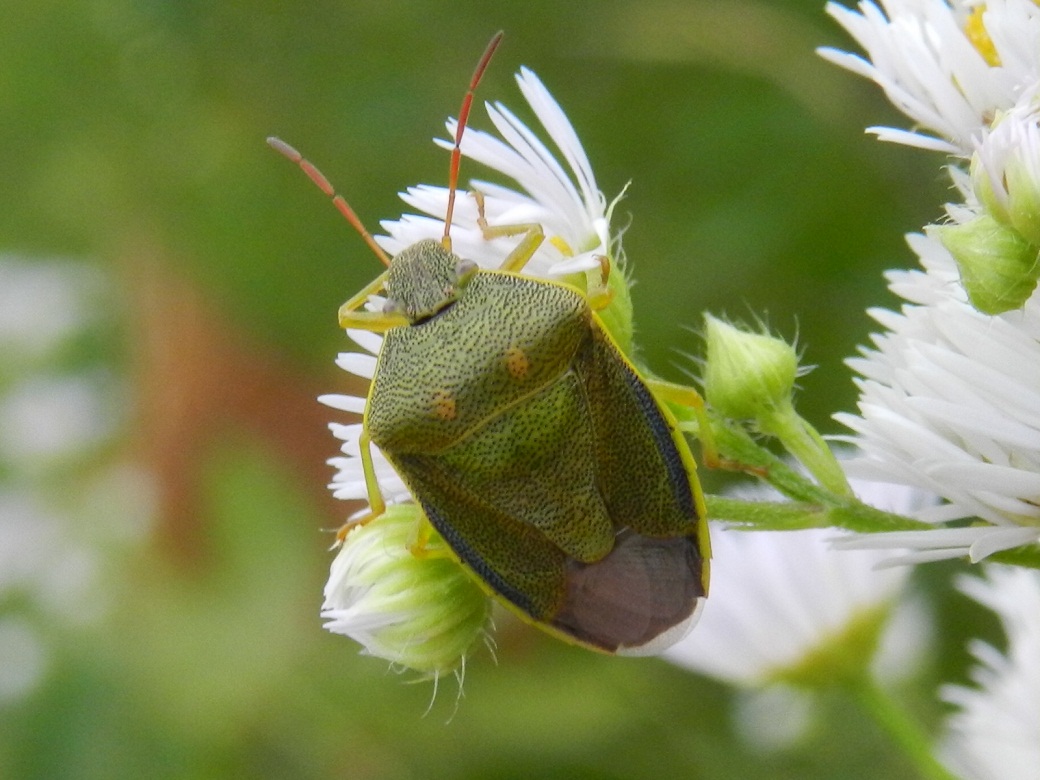 Pentatomidae: Piezodorus lituratus della Lombardia (VA)